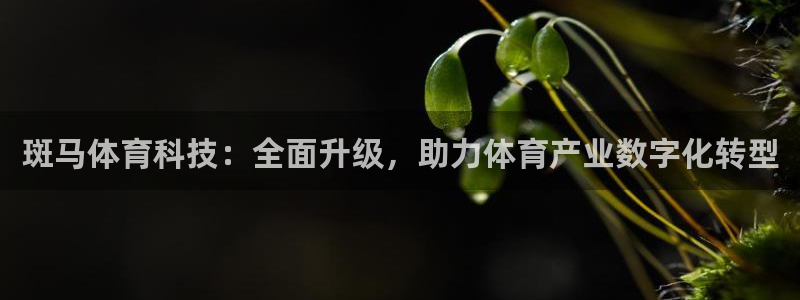 斑马体育科技：全面升级，助力体育产业数字化转型